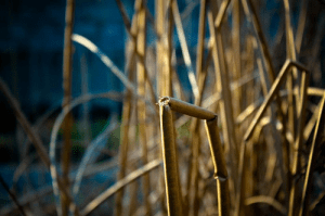 broken-reed